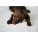 Arizona All Star Clean - Carpet Cleaning in Gilbert