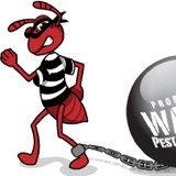 Watts Pest Prevention - Pest Control in Phoenix