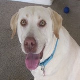 R E S C U E Team - Veterinarians/Vets in Phoenix
