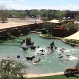 Always Unleashed - Pet Services in Scottsdale