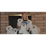 Heaven Scent Mobile Dog Groomi - Pet Groomers in Phoenix