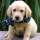 Puppys in Love - Pet Stores in Glendale