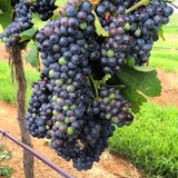 Lawrence Dunham Vineyards LLC - Other in Fountain Hills