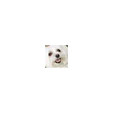 Altered Tails Barnhart Clinic - Pet Services in Phoenix