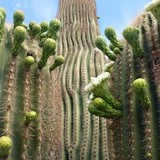 Royal Palms Condominiums - Other in Bullhead City