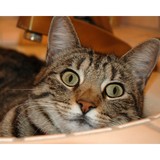 Cohen Bernard N DVM - Veterinarians/Vets in Tucson