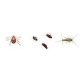 Mike's Swat Team Pest Control - Pest Control in Scottsdale
