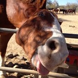 Grace Reigning Ranch - Ranches in Scottsdale