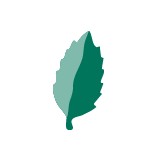 Mint Social - Marketing in Tempe