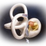 Colorado Springs Ear Assoc - Medical Centers in Colorado Springs