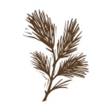Pineman Investments And Consulting Inc - Business Consulting in Littleton
