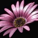 Forever Wildflowers - Other in Westcliffe