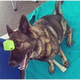 Never Too Late Dog Training - Pet Services in Littleton