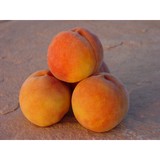 High Country Orchards LLC - Fruit, Herb, Grain, Nut, Seed, Spice, Vegetable Farms & Orchards in Denver
