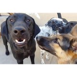 Aspen Meadows Pet Services LLC - Other in Peyton