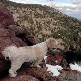 Highlands Acupuncture LLC - Acupuncture in Denver