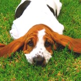 Basset Heating & Air Conditioning, Inc. - Plumbing in Colorado Springs