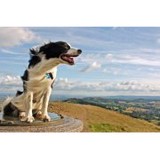 Denver Dream Dog - Pet/Animal Training in Denver