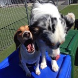 Two Ponds Pet Lodge - Pet Services in Arvada