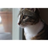 Brooklyn Veterinary Clinic - Veterinarians/Vets in Castle Rock