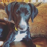 Big Dogs Huge Paws - Animal Shelters in Aurora