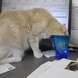 Bouton Veterinary Hospital - Veterinarians/Vets in Littleton