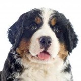 Bernese Of The Rockies - Other in Calhan