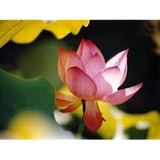 Inner Balance Acupuncture & Chinese Herbology - Acupuncture in Boulder