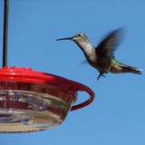 The Bird Man - Other in Franktown