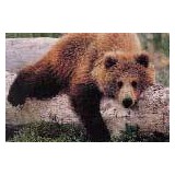 Lazy Bear Cabins - Hotels in South Fork