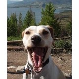 Colorado Bed Bug K9 LLC - Pest Control in Denver