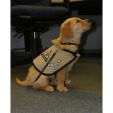 Canine Partners of the Rockies - Pet Services in Aurora