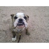 Colorado K9 Tranning - Pet/Animal Training in Denver