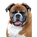 Special Friends Vet Clinic - Veterinarians/Vets in Aurora