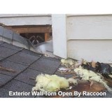 Critter Round-Up - Pest Control in Englewood