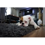 All Ways Carpet & Upholstery Care - Carpet Cleaning in Denver