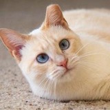 Happy Cats Haven - Animal Shelters in Colorado Springs