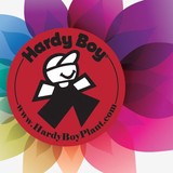 Hardy Boy Bedding Plants - Wholesale in Denver