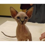 Phillips Katie DVM - Veterinarians/Vets in Colorado Springs
