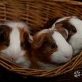 Cavy Care Inc - Animal Shelters in Aurora