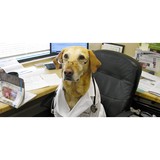 Laurel Vet Clinic - Veterinarians/Vets in Broomfield