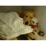 Meadows Anastasia DVM - Veterinarians/Vets in Colorado Springs