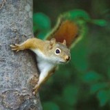 Fielding Tree & Shrub Care LLC - Tree Services in Aurora