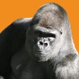 Ad Gorilla - Advertising in Littleton