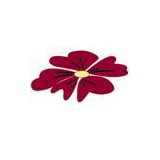 Amore Fiori Flowers & Gifts - Florists in Denver