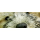 Aquatic Dog - Pet Stores in Denver