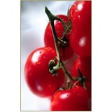 Bleu Sage Fine Catering - Caterers in Denver