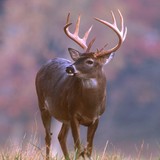Buck Ross LLC - Video/Film Production in Boulder