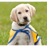 Canine Companions-Independence - Pet/Animal Training in Colorado Springs