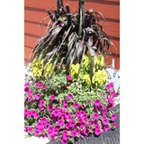 Bayfield Gardens - Other in Bayfield
